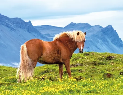 Lone Icelandic Horse Iceland