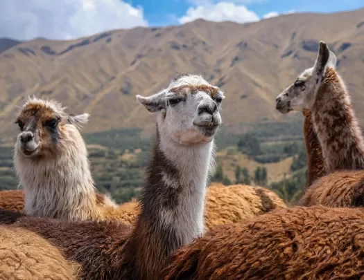 Close-up of three llamas, mountains behind them.