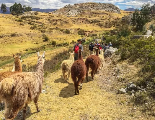 Guests hiking alongside large pack of llamas, golden grassy fields around them.