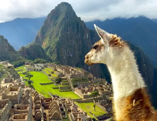 Over the shoulder shot of llama overlooking Machu Picchu.