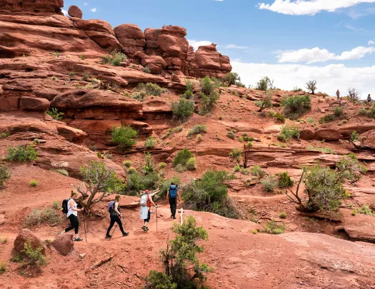 Four guests hiking on desert trail