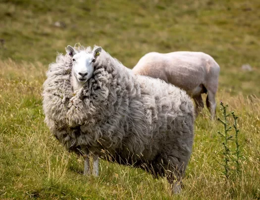 Sheep Wales