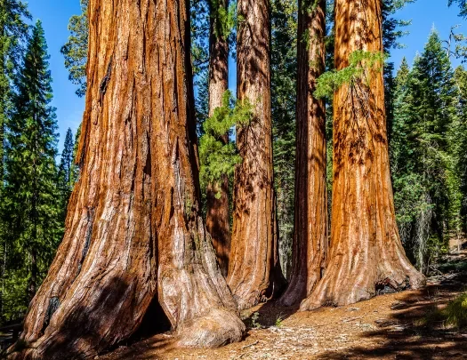 Wide shot of redwood trees.