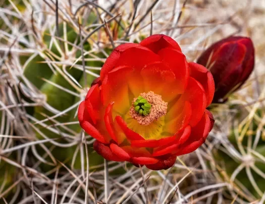 Close-up of red cactus flower.