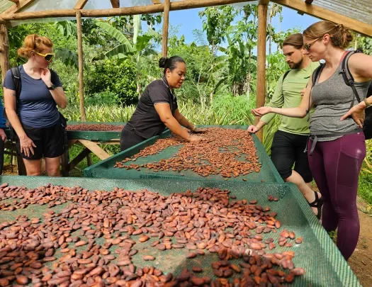 Group of people watching a woman lay out almonds for drying