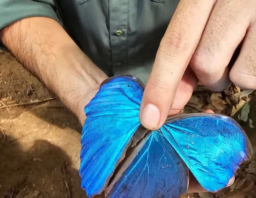 Man pointing on the back of a blue butterfly