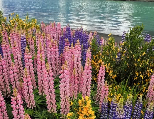 Pink and purple flowers next to an open lake with mountains in the distance