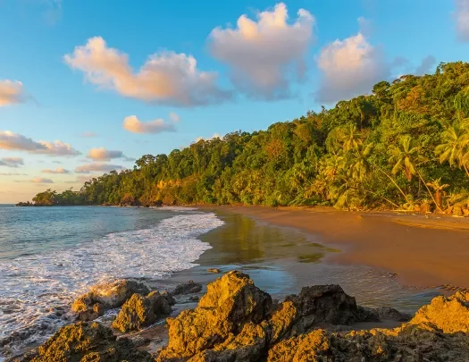 Beach surrounded by palm trees and a larger forest