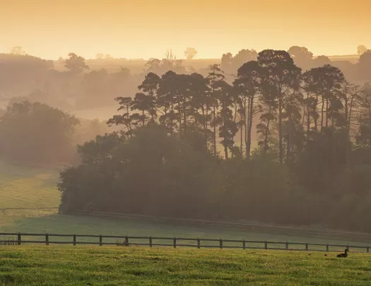 Large valley of grass covered in fog with trees in the distance