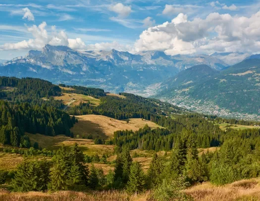 Open field with patches of tall trees