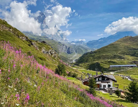 Hill covered with grass and pink flowers, with a small building at the bottom of the hill