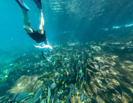 Diver swimming with school of fish