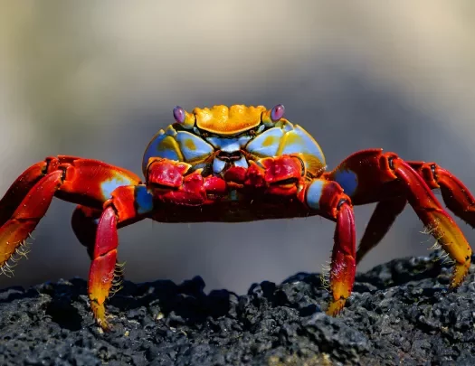 Closeup of a crab