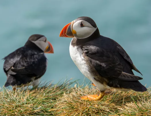 Two puffin birds sitting on a small bed of weeds