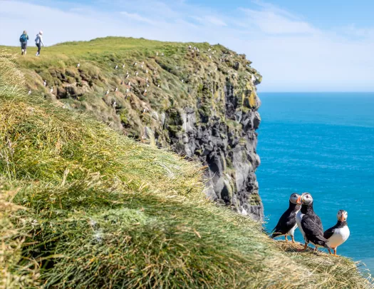 Three puffin birds standing on a grassy cliff, with two hikers in the distance