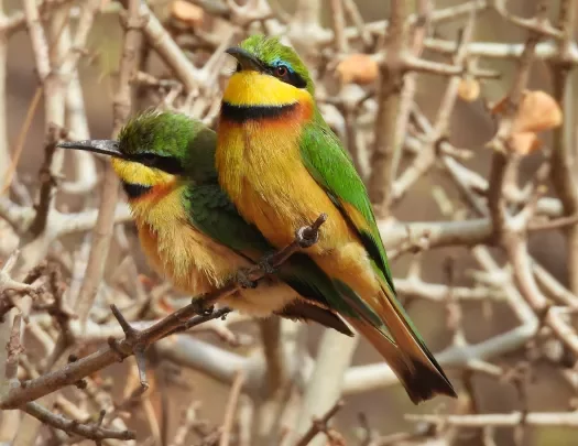 two green and yellow birds on a twig