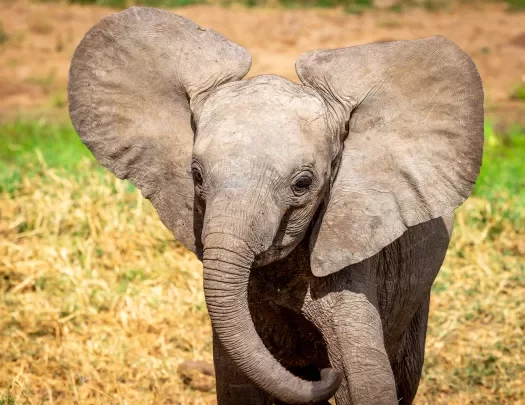 a baby elephant