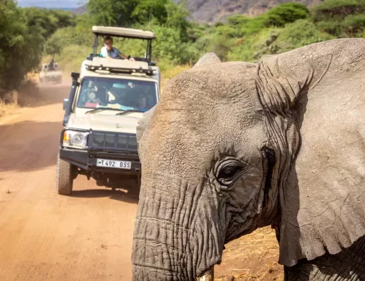 an elephant blocks a cars path