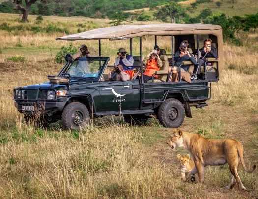 a caravan on safari next to a lion