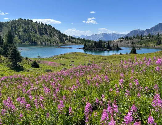 Open valley of grass and pink flowers, next to a lake surrounded by tall trees