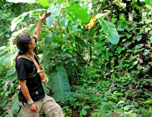 A guide points out leaves in a forested area