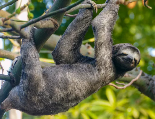 Sloth hangs from a branch