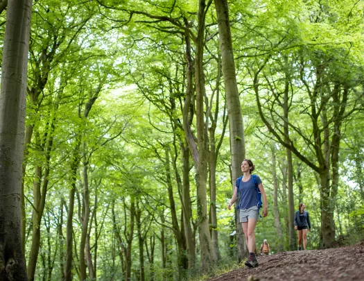 Female hiker looking up at a forest of tall trees