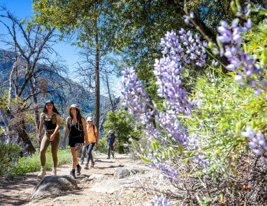 guests hike a sunny trail in yosemite