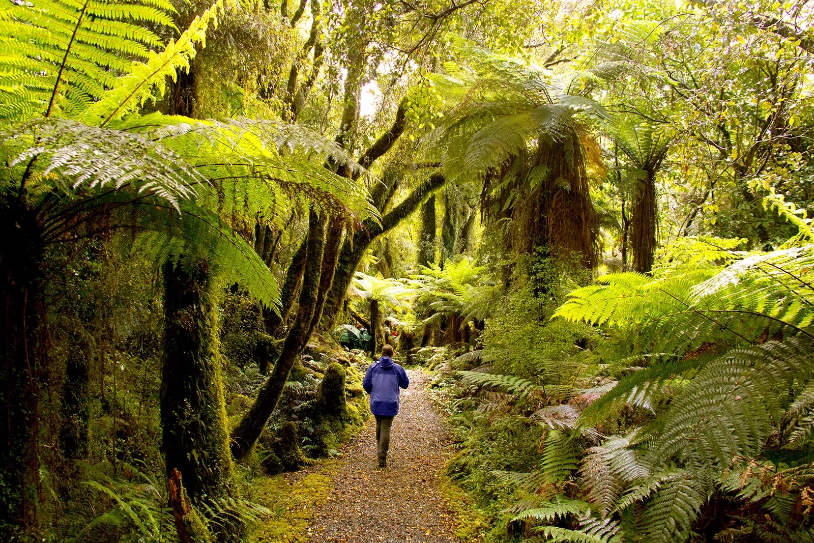 Guest walking down lush forest pathway.