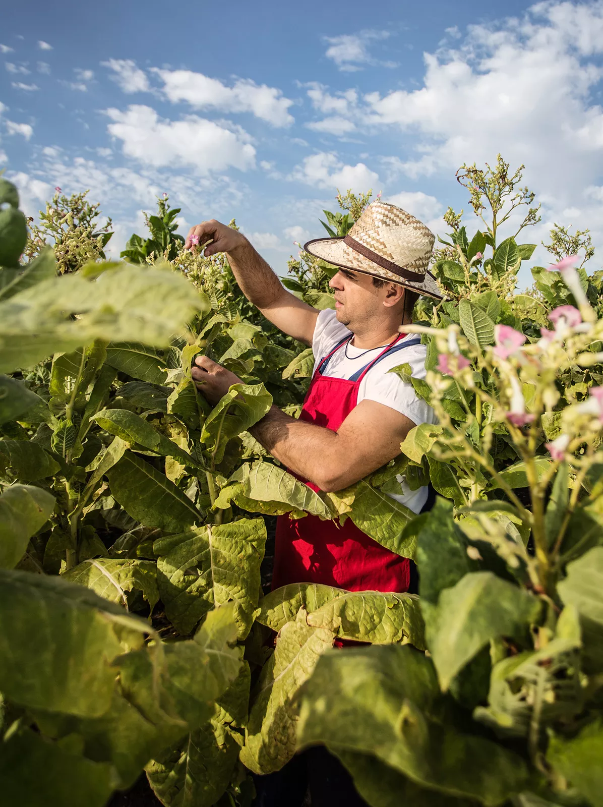 Tobacco Farming Cuba