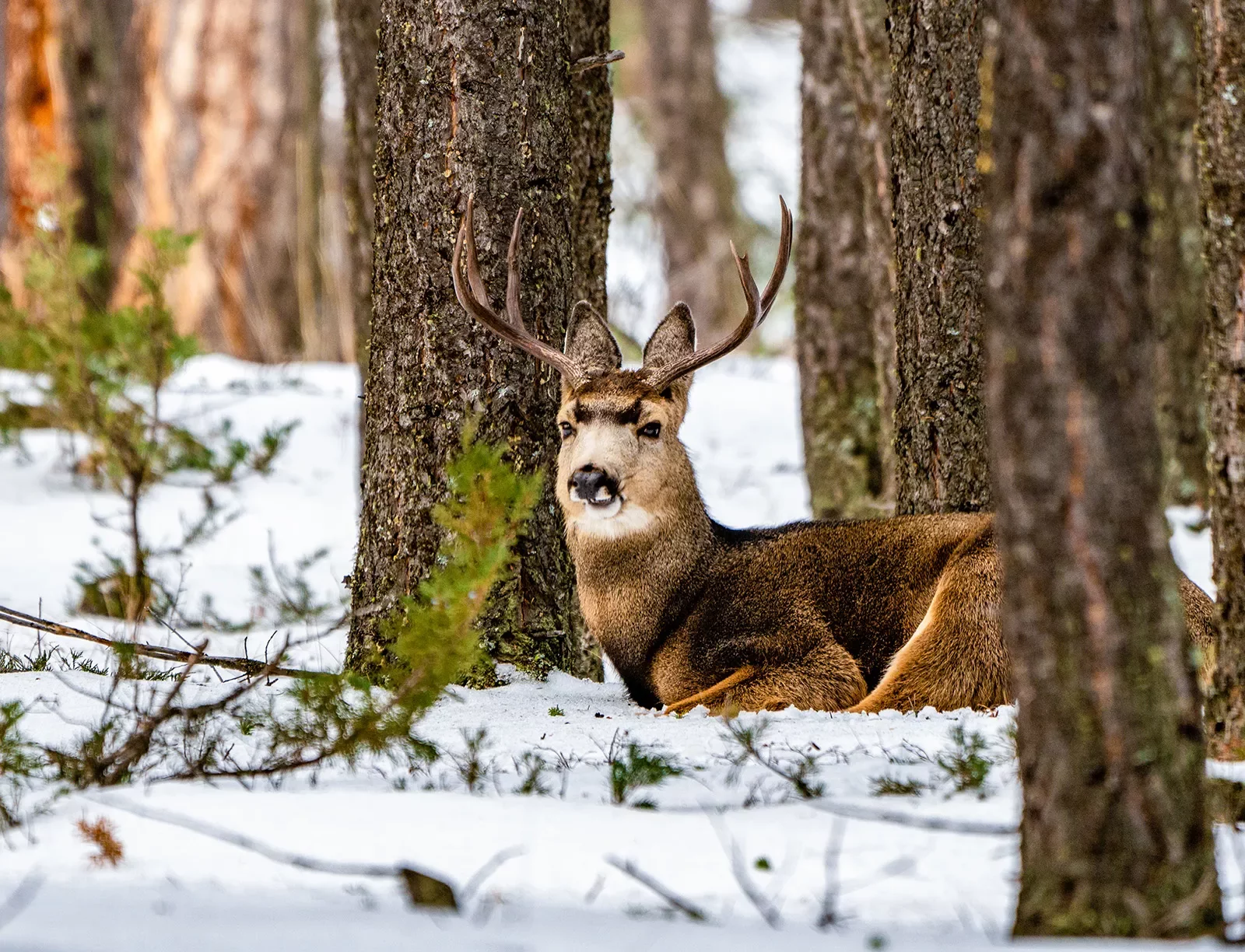 Canadian Rockies Family Snow Adventure Tour For Older Teens u0026 20s |  Backroads Active Travel