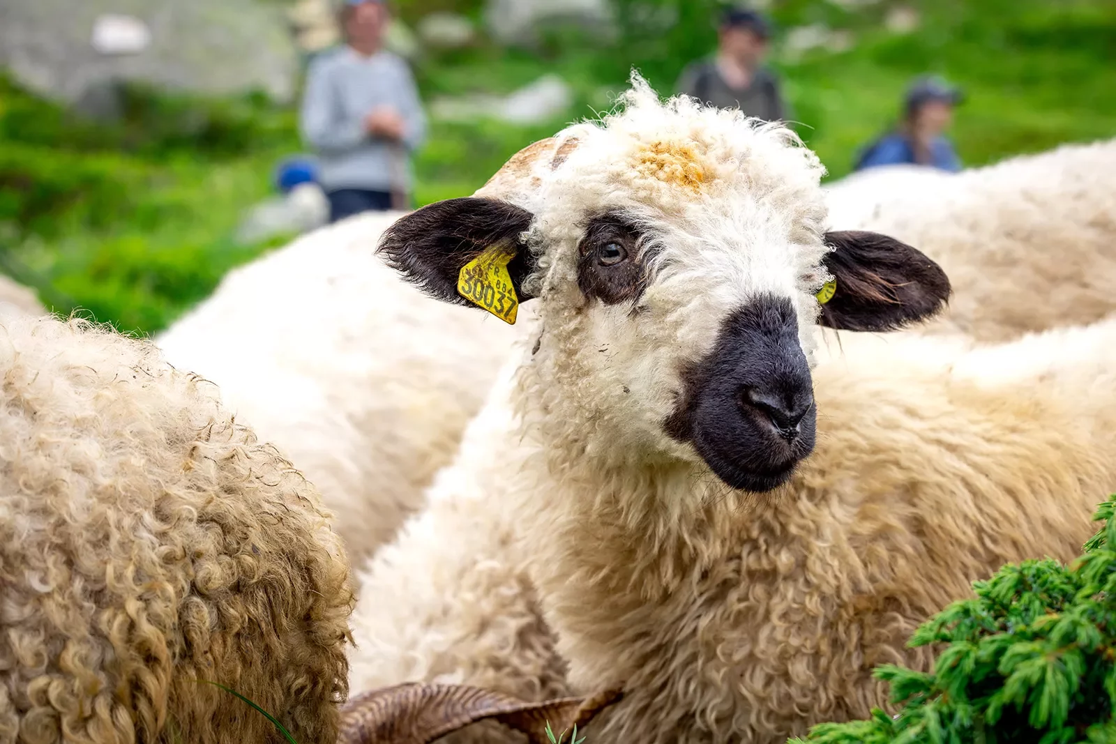 Close-up of black nosed sheep.