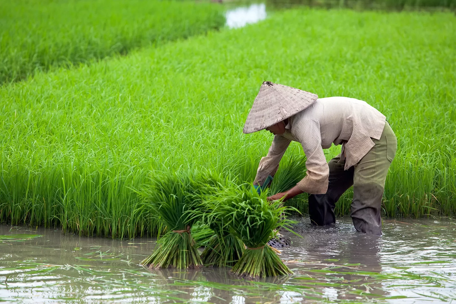 Vietnamese farmer harvesting crops
