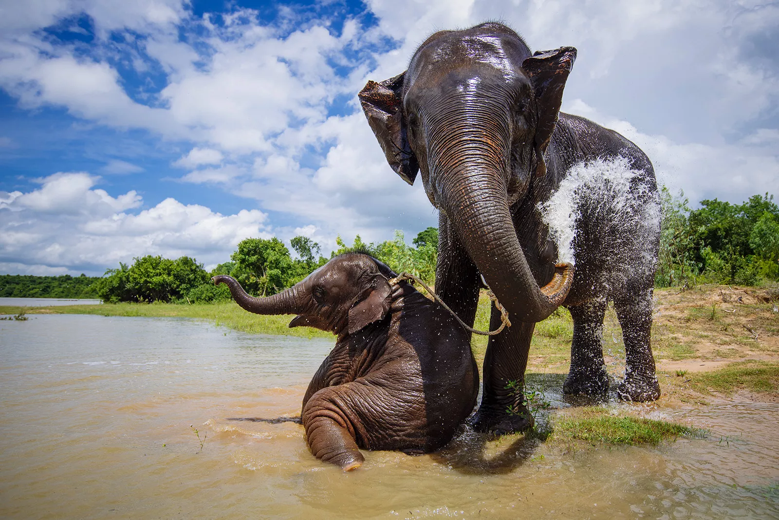 Elephants Bathing