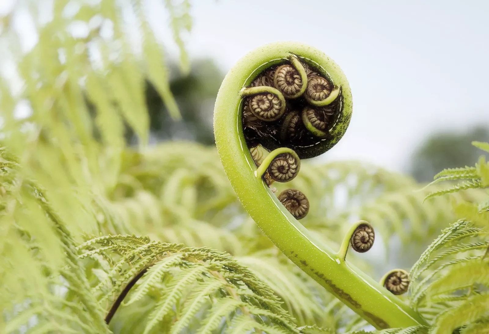 Close-up of unfurling fern.