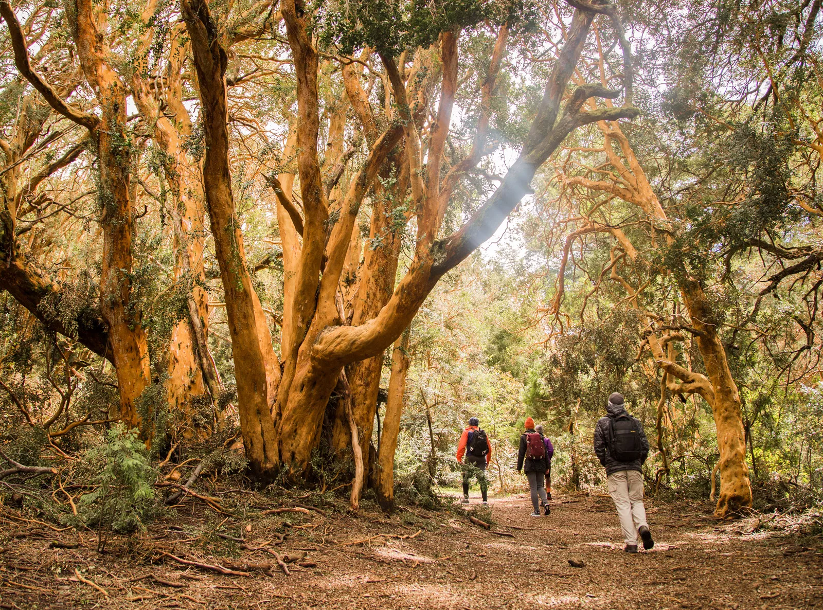 Group of people hiking through a forest filled with tall trees