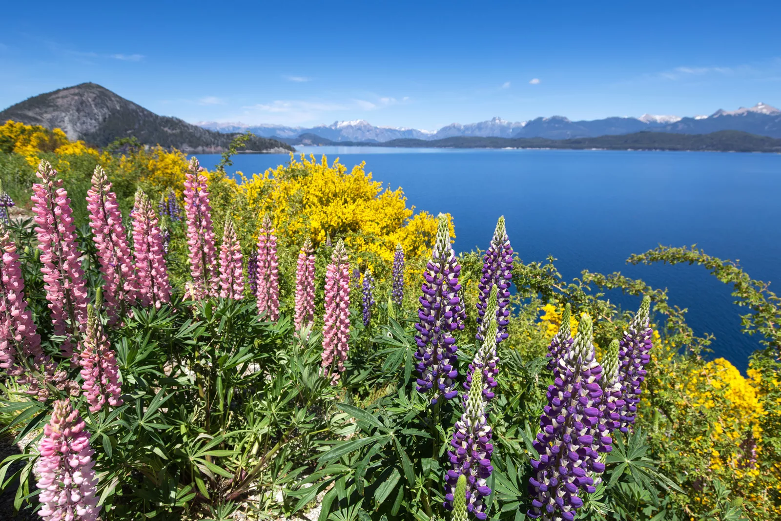 Pink and purple flowers on a hill, looking out to a lake