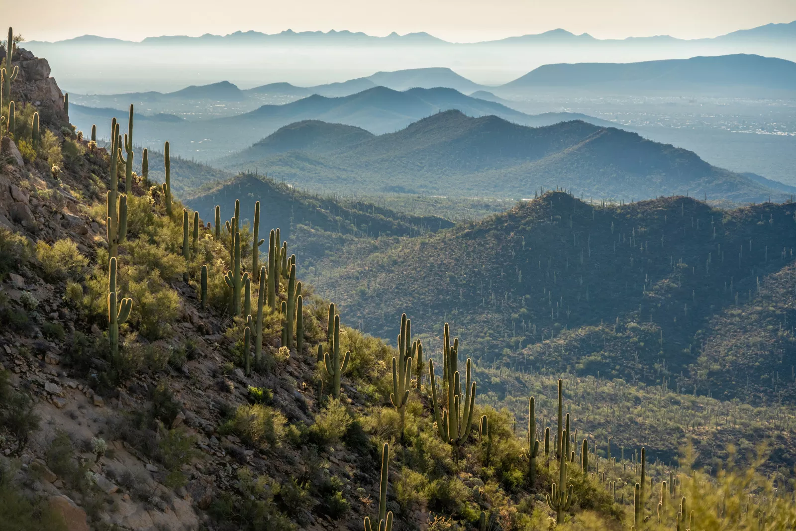 Mountain full of cacti and bushes in a large valley