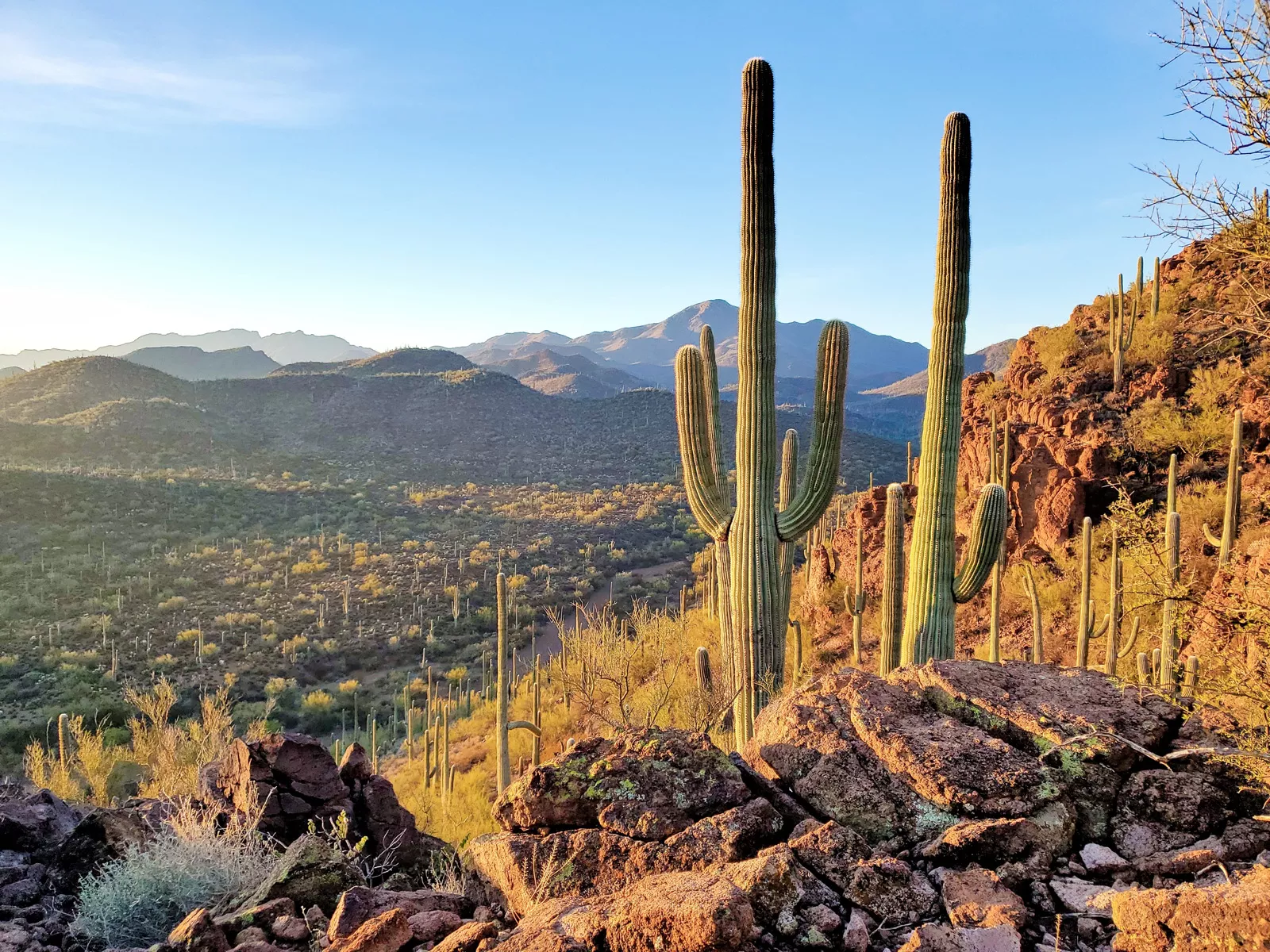 Two large cacti on a hill, in a valley of mini cacti and bushes