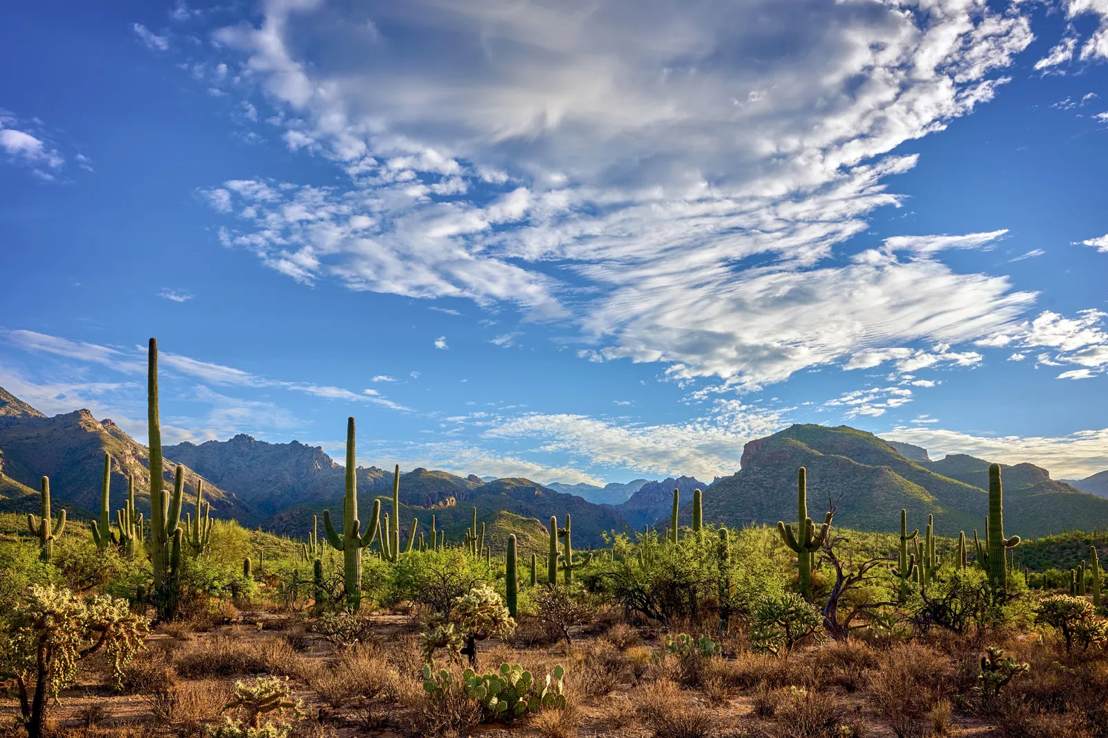 Large valley full of dried bushes and cacti