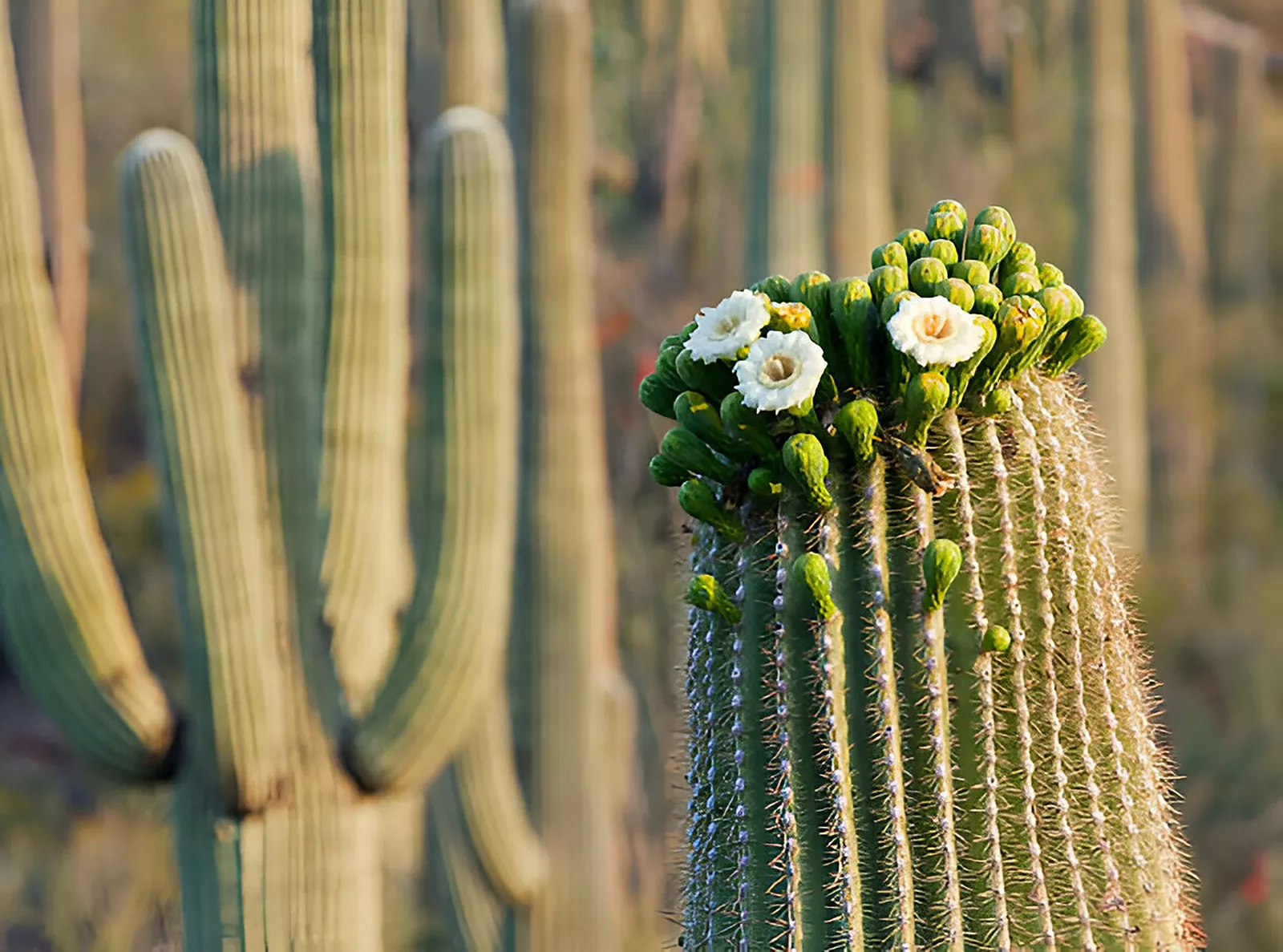 Close-up shot of a cacti with small flowers blooming on top