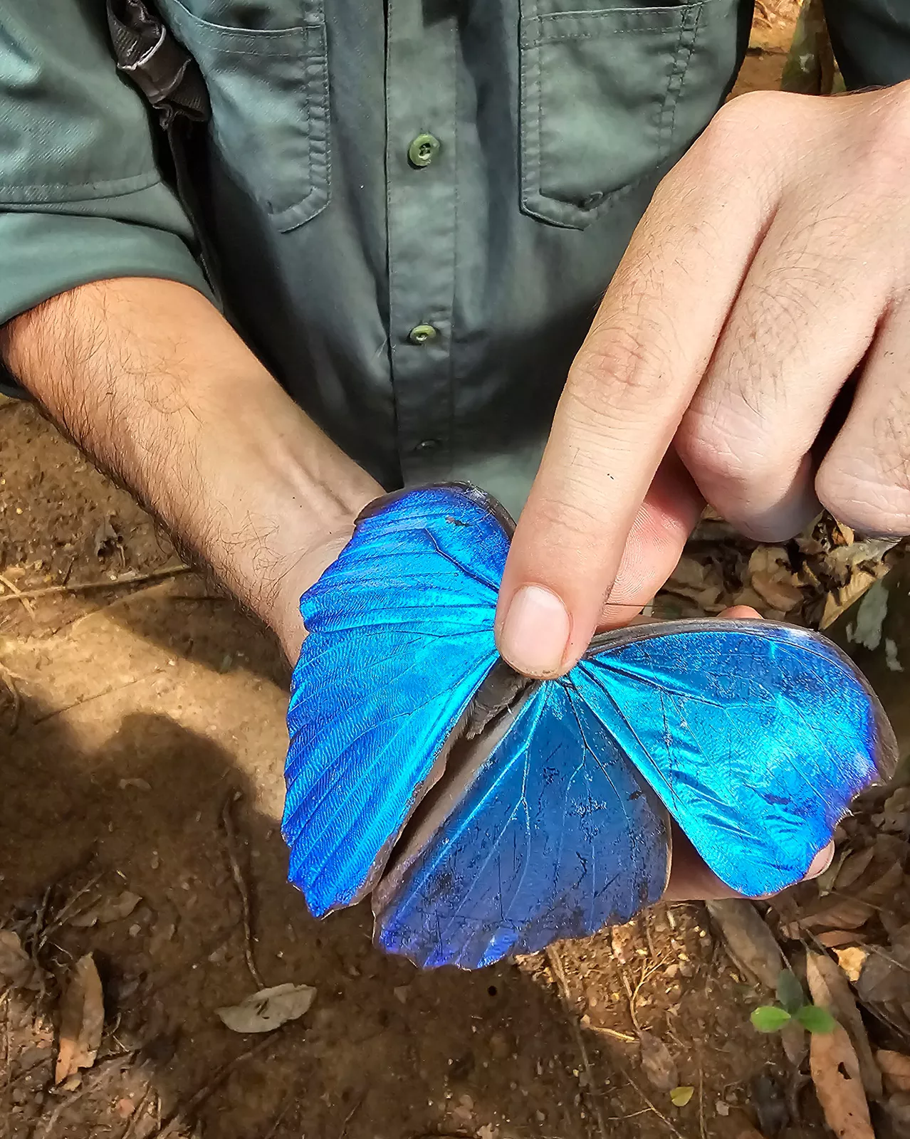 Man pointing on the back of a blue butterfly