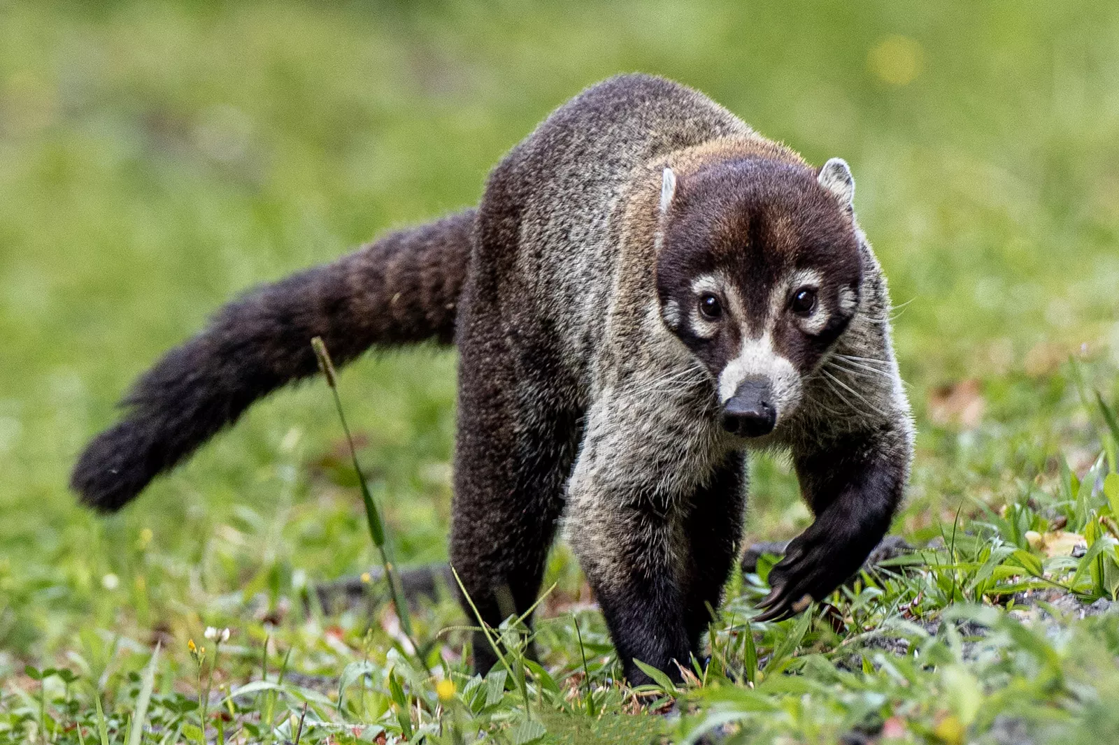 White nosed coati animal from Costa Rica