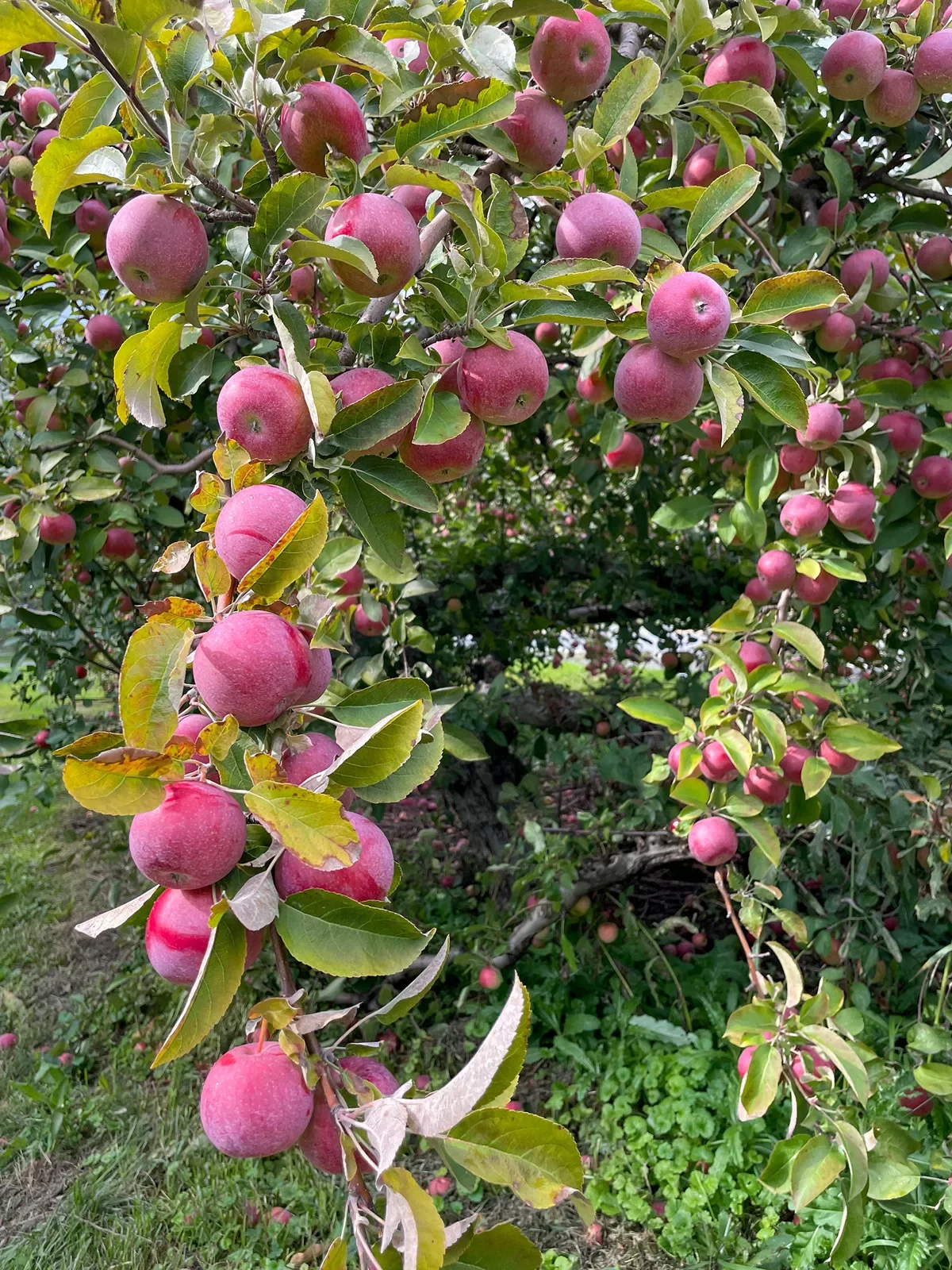 Apples dangling from branches of a tree