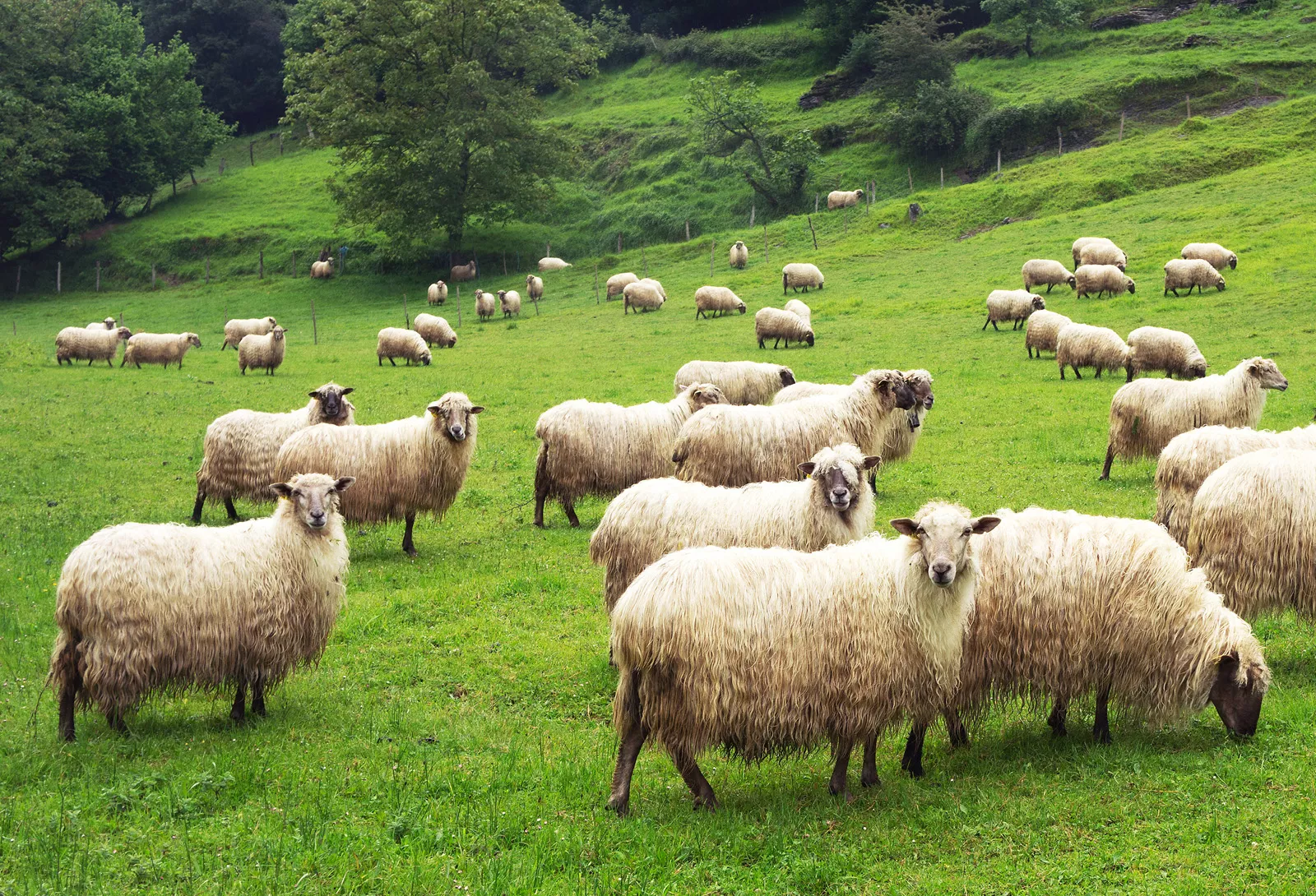 Herd of sheep in a grassy field