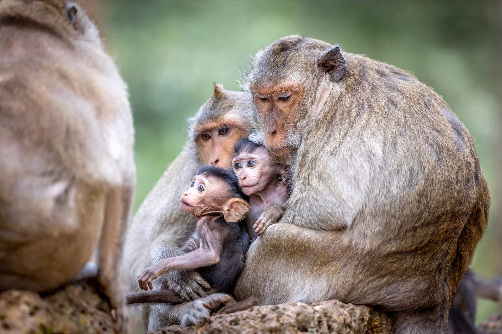 Two adult monkies hugging two baby monkies