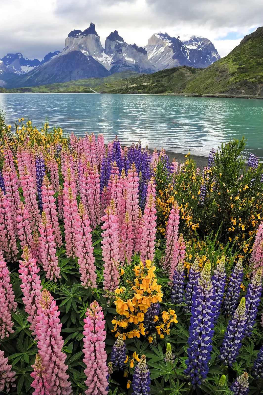 Pink and purple flowers next to an open lake with mountains in the distance