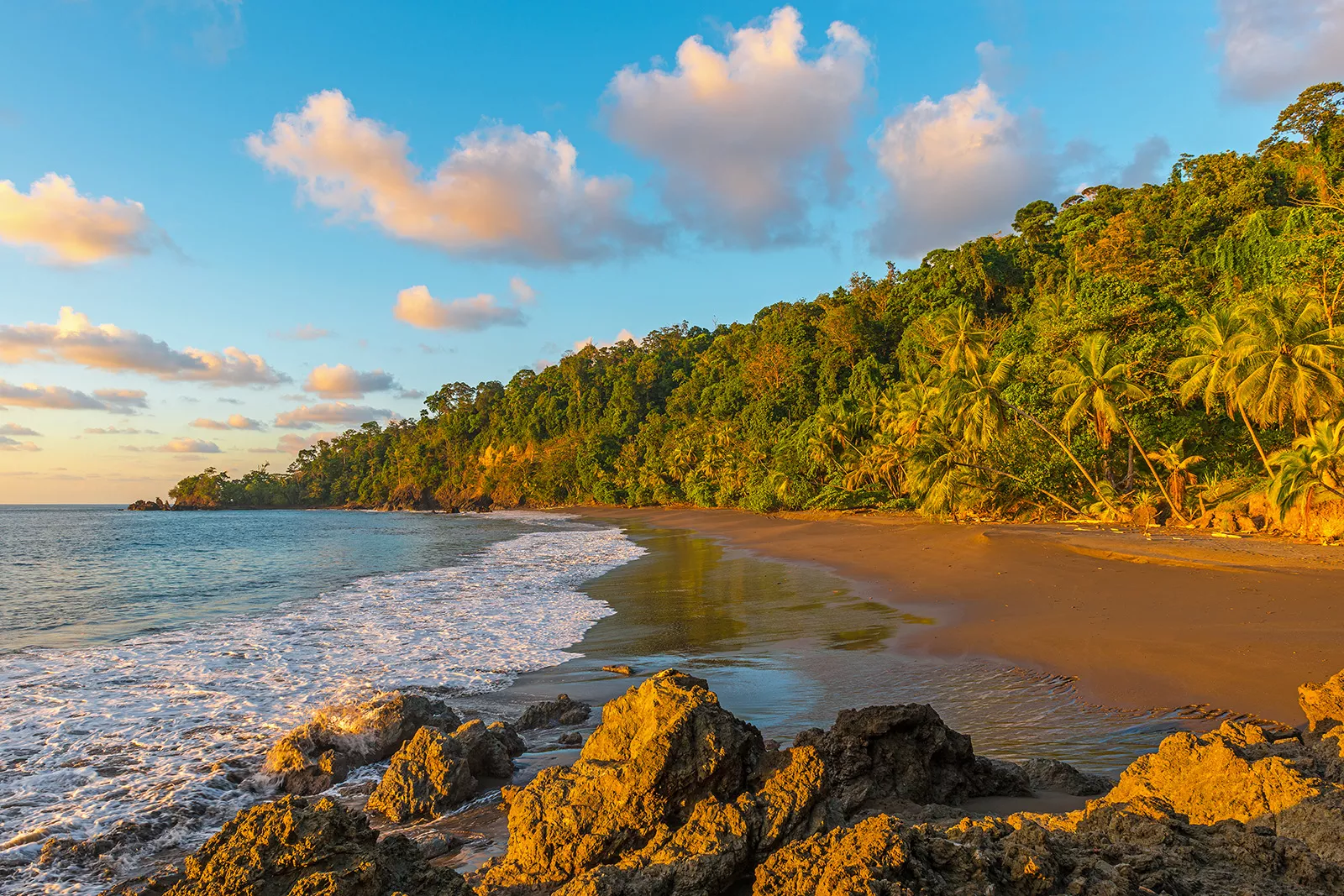 Beach surrounded by palm trees and a larger forest