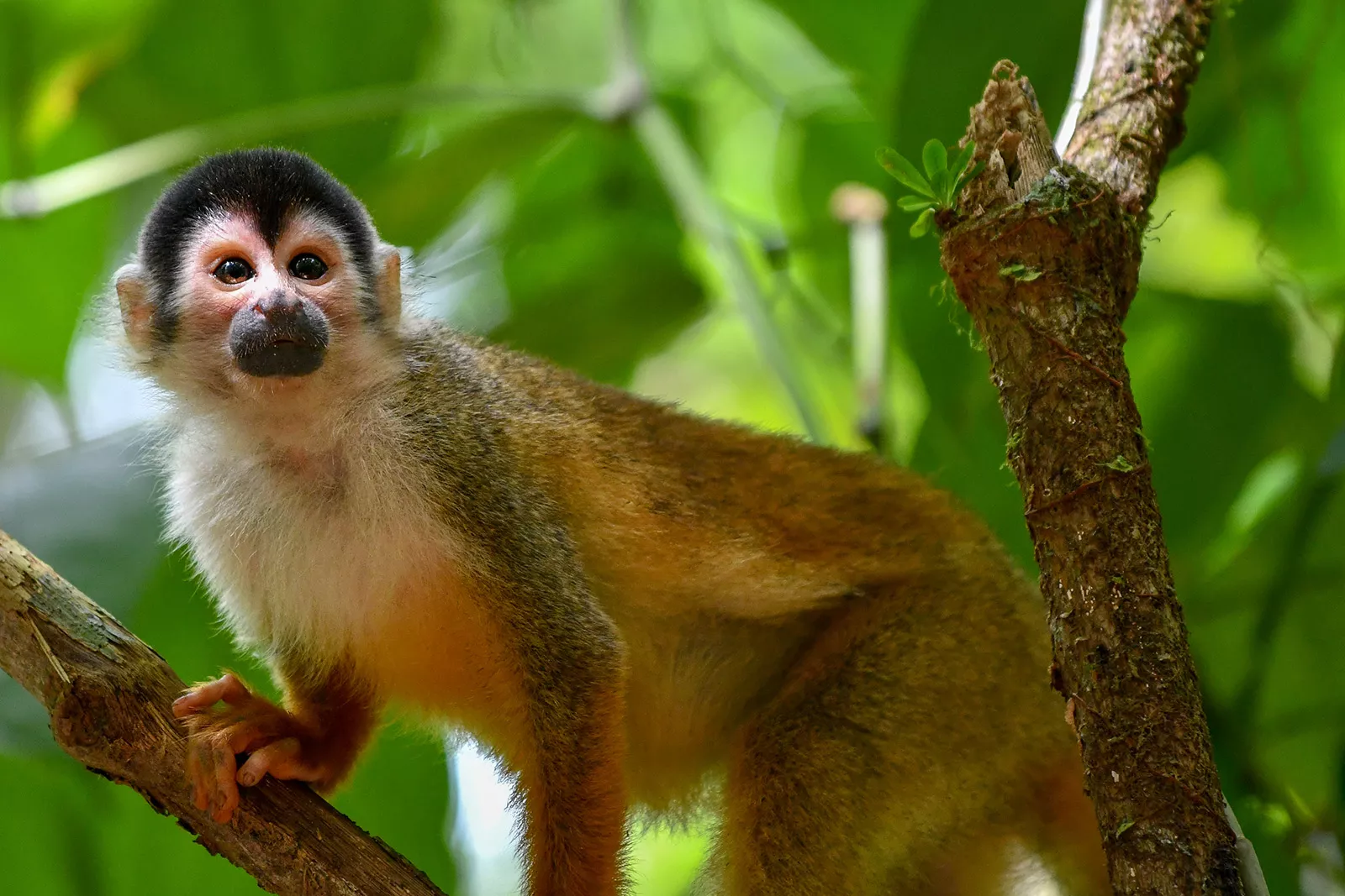 A small monkey climbing and holding onto a tree branch