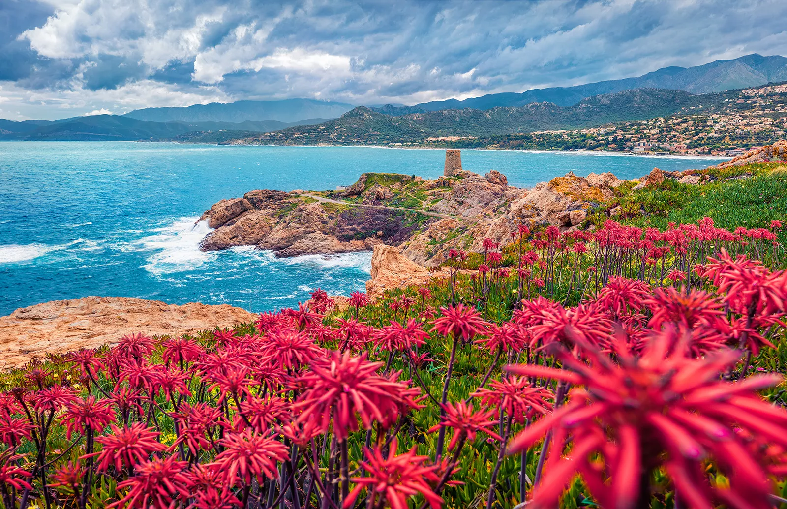 Hill covered with red flowers, with cliffs by the oceanside in the distance